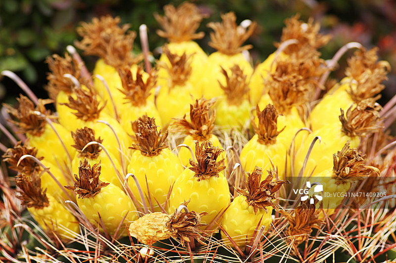 鱼钩仙人掌果实图片素材