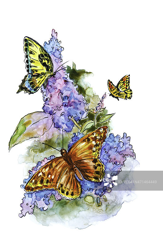 花丛中的蝴蝶图片素材