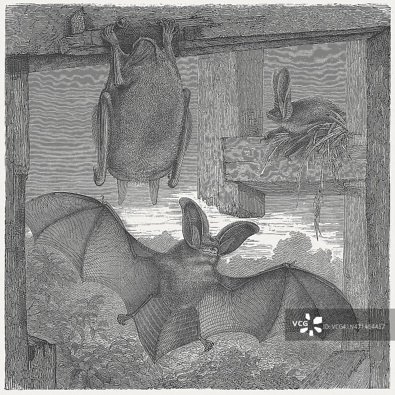 1875年发表的棕色长耳蝙蝠（Plecotus auritus）木刻图片素材