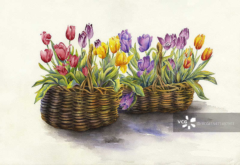 郁金香篮子图片素材