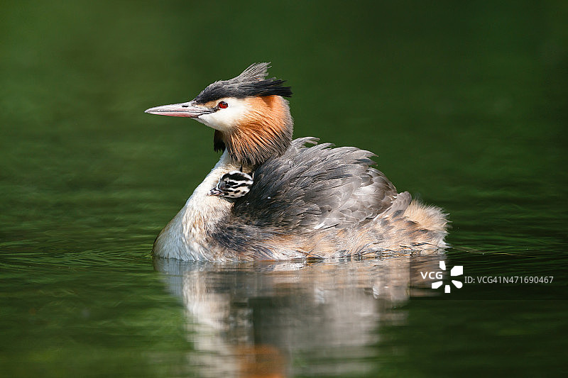 带着幼鸟的凤头䴙䴘图片素材