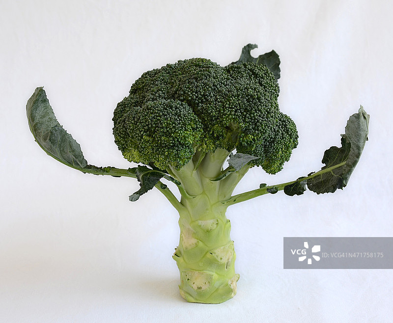 蔬菜39图片素材