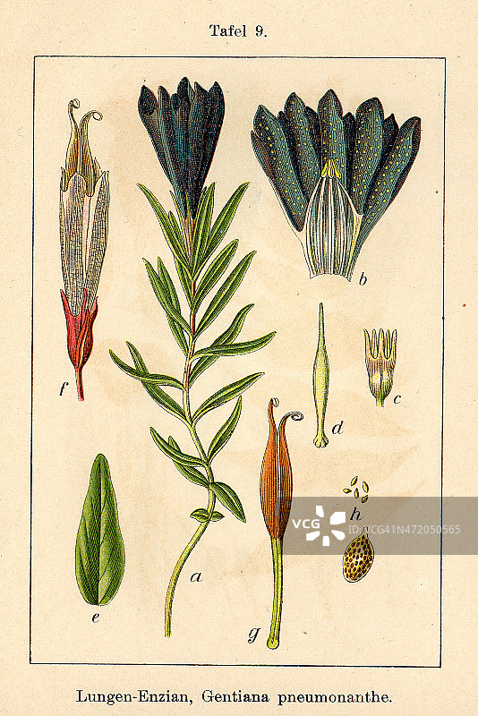 植物学FiA v10 t09 龙胆图片素材