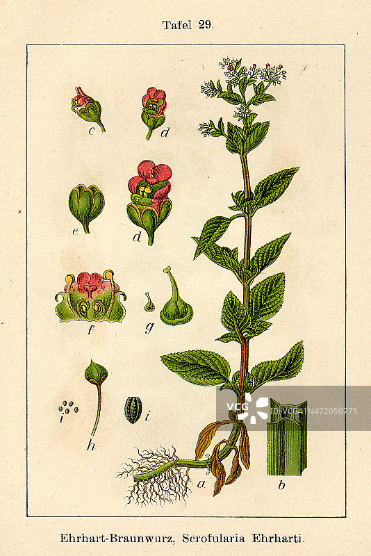 植物 FiA v10 t29 玄参属植物图片素材