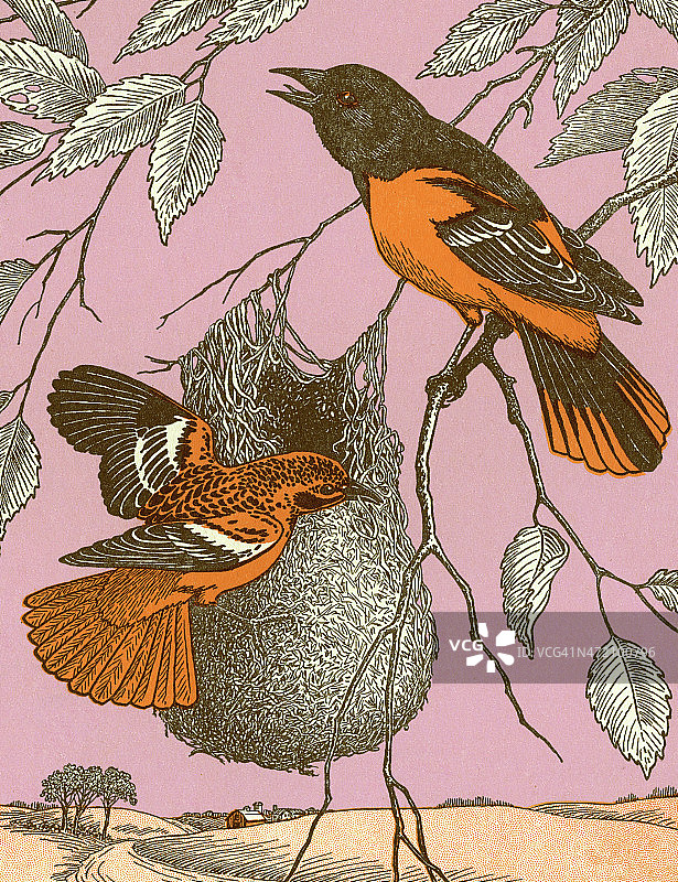 筑巢的鸟类图片素材