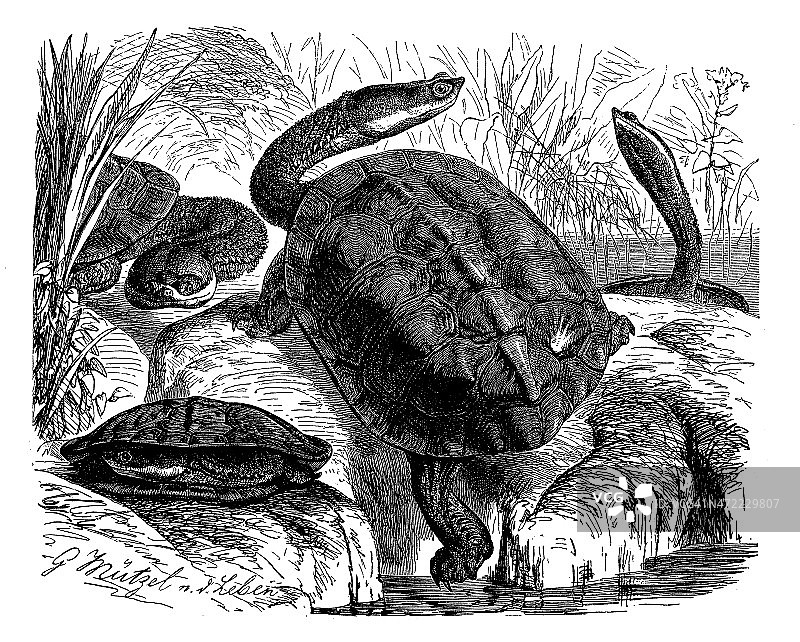 阿根廷蛇颈龟（Hydromedusa tectifera）古董插画图片素材