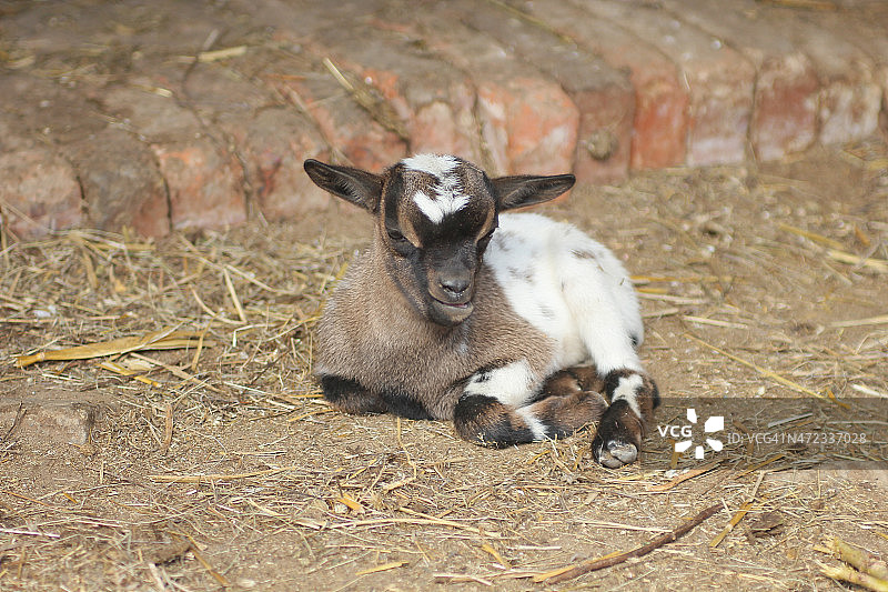 小山羊图片素材