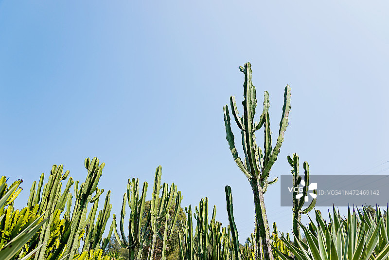 仙人掌图片素材