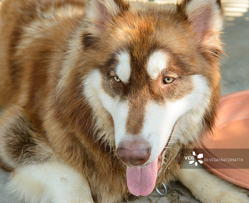 放松的棕色西伯利亚哈士奇图片素材