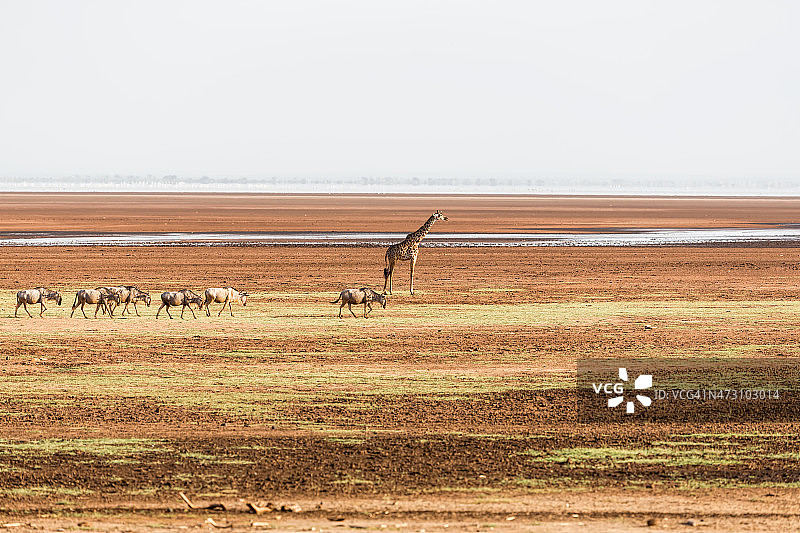 长颈鹿和角马图片素材