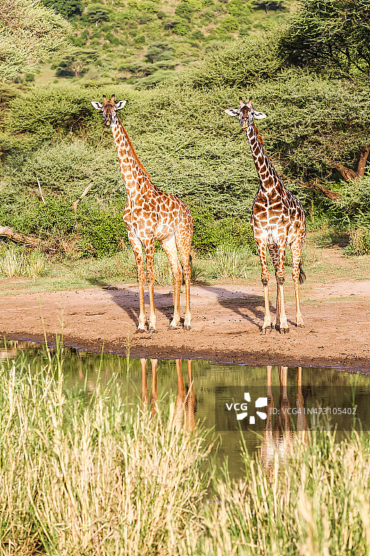 长颈鹿的倒影图片素材