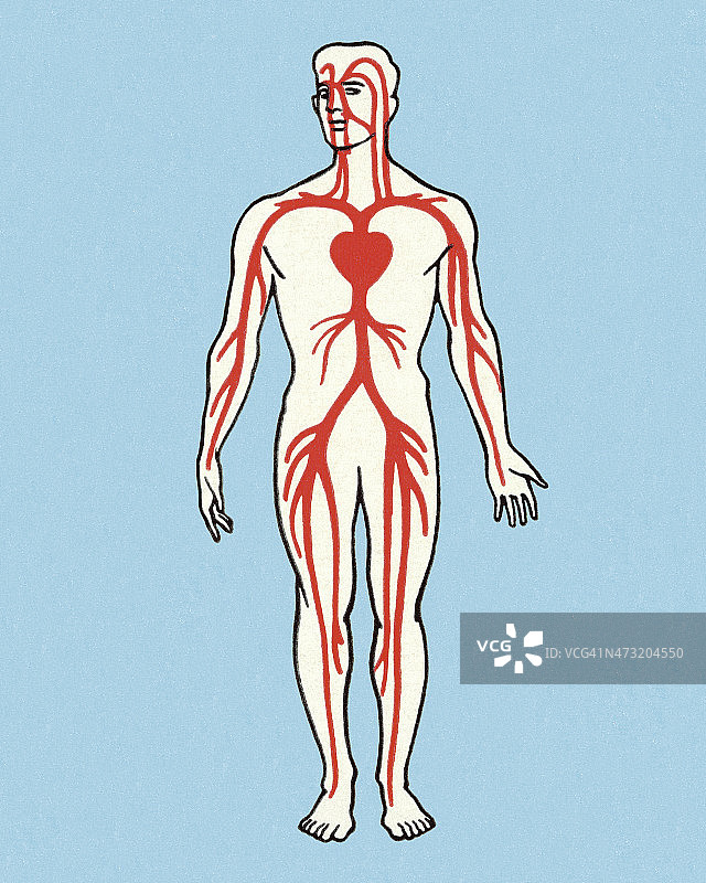 静脉解剖图图片素材