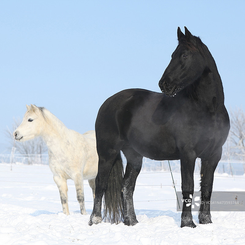 黑马和白色小马图片素材
