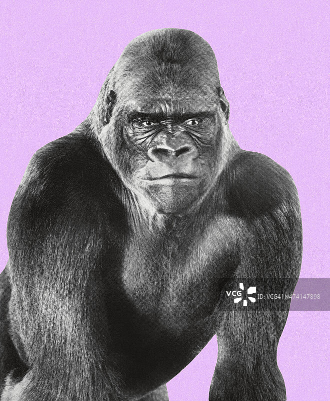 大猩猩图片素材