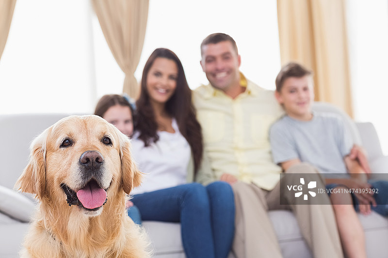 观看金毛猎犬的一家人图片素材