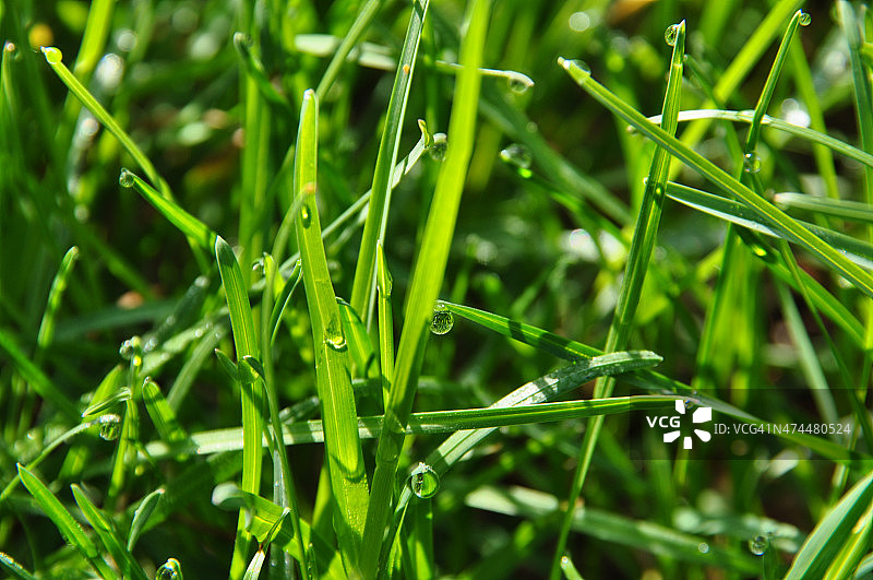 春天草地上的露珠图片素材
