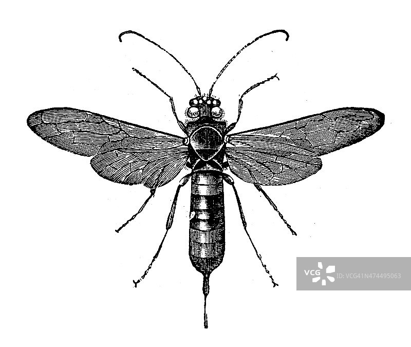 大木蜂，带状锯尾虫（Urocerus gigas）古董插画图片素材