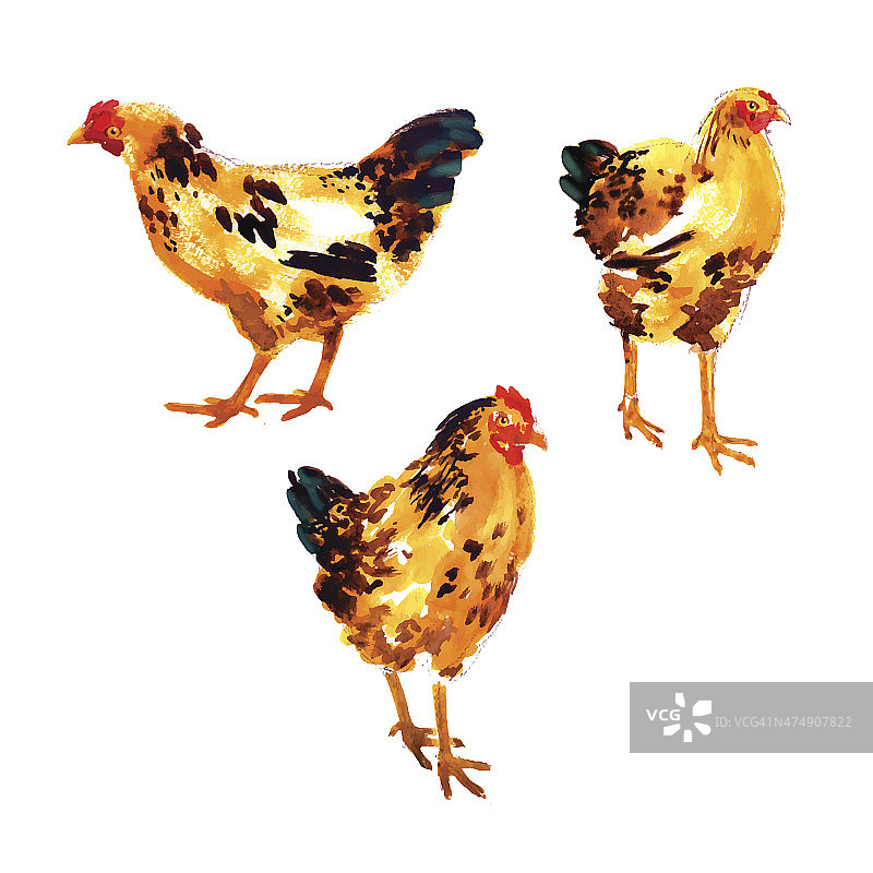 橙红色水彩母鸡和公鸡图案套装图片素材