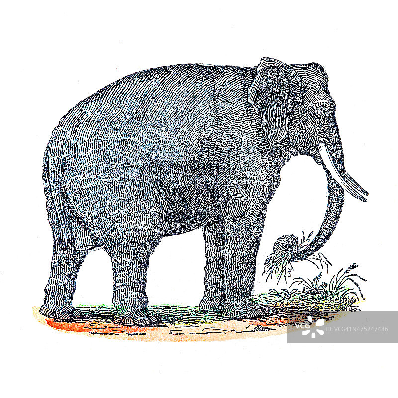 印度象雕刻图片素材