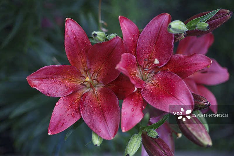 盛开的明亮百合花图片素材