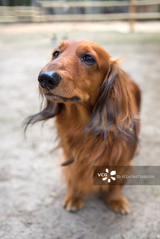 达克斯猎犬图片素材