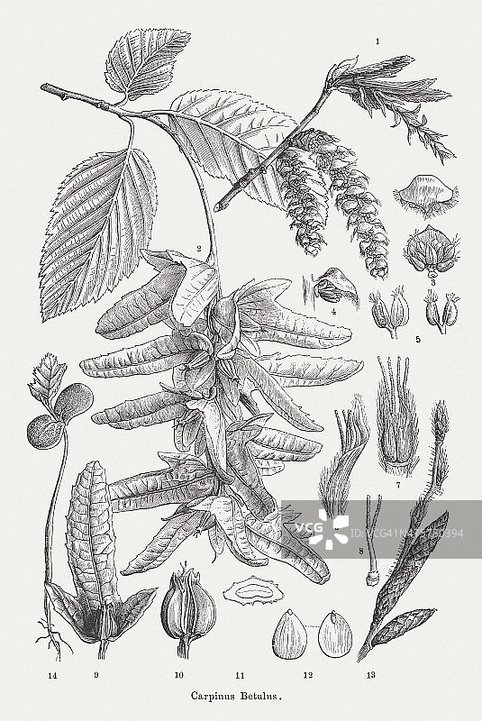 1876年出版的欧洲鹅耳枥木刻版画图片素材
