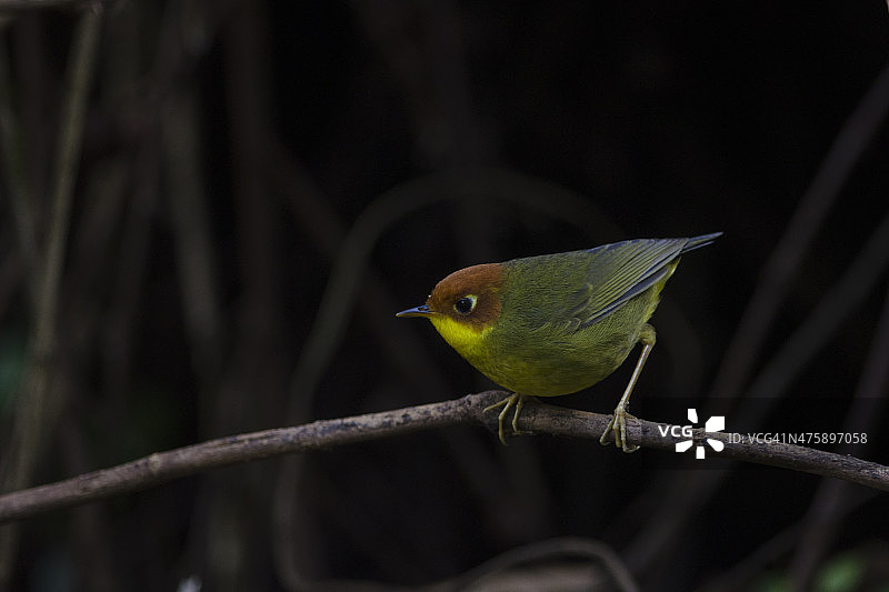 鸟（栗头鹪莺）在最佳栖息地，泰国清迈图片素材