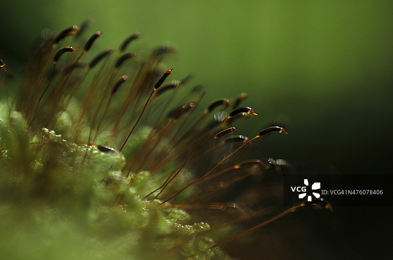 特写：花朵图片素材
