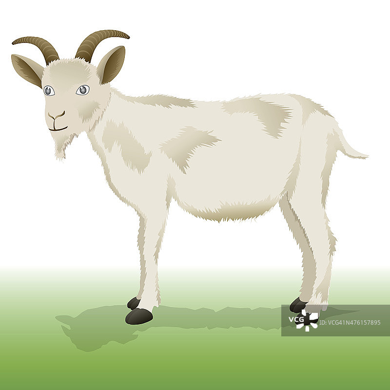 山羊图片素材
