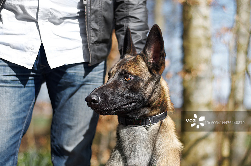 一根麦穗图片素材