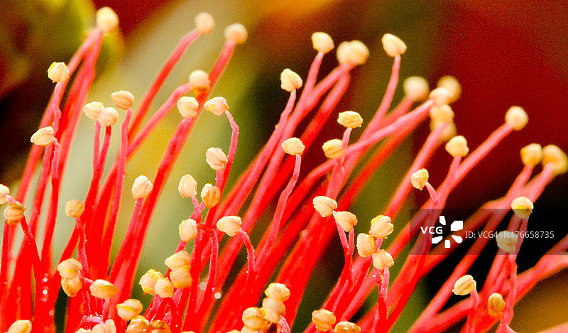 银桦花雄蕊图片素材
