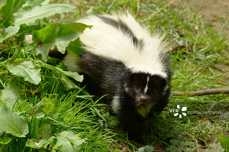 条纹臭鼬图片素材