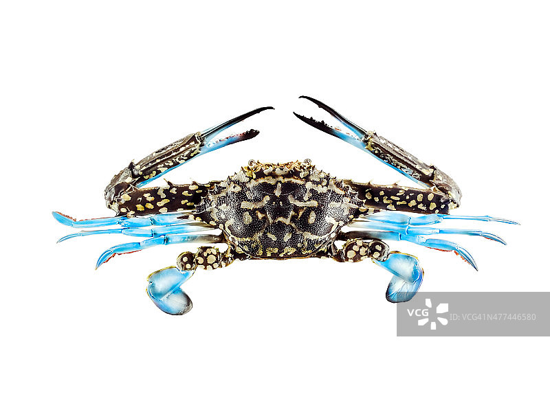 远海梭子蟹图片素材