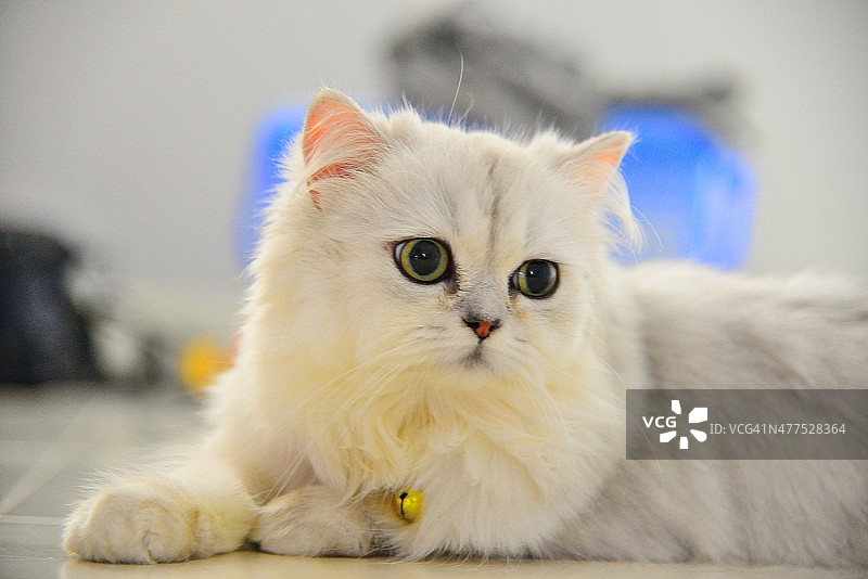 金丝鼠猫图片素材