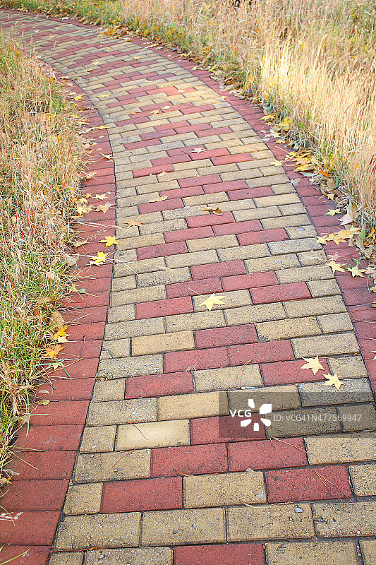 秋季落叶图片素材