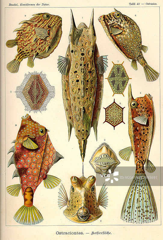 动物群箱鲀图片素材