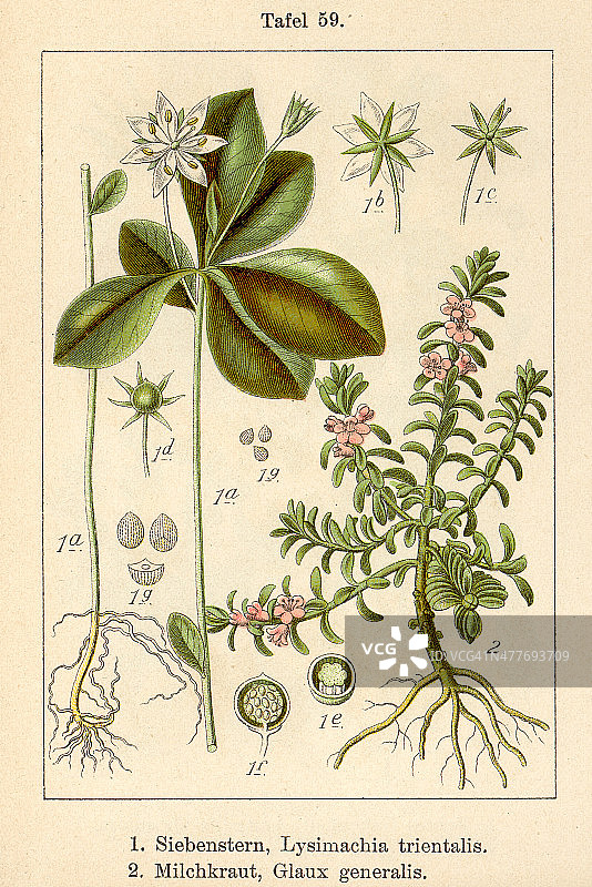 星宿菜和滨繁缕图片素材