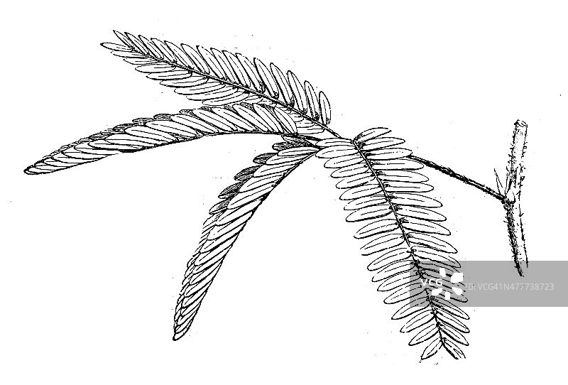 含羞草（感应草、睡草）古董插画图片素材