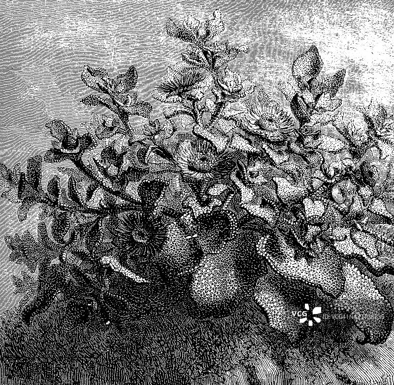 冰叶日中古董插画图片素材