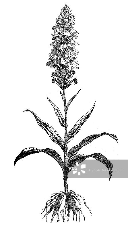 heath spotted orchid (Dactylorhiza maculata)的古董插画图片素材