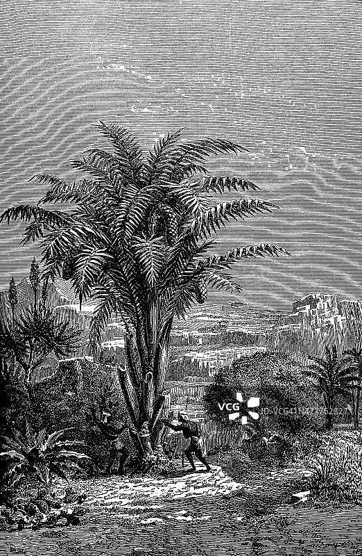 葡萄古董插画图片素材