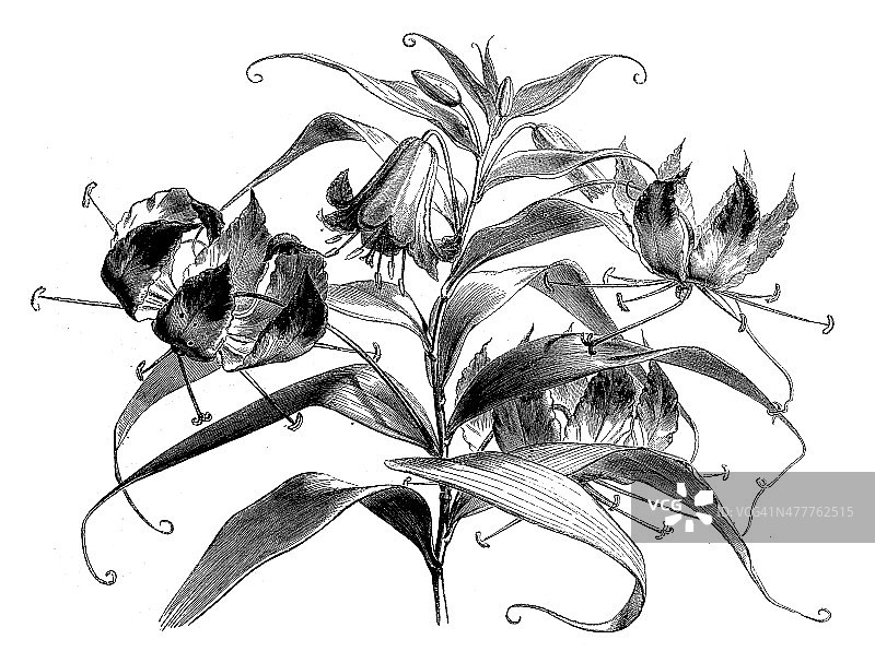 火焰百合古董插画图片素材
