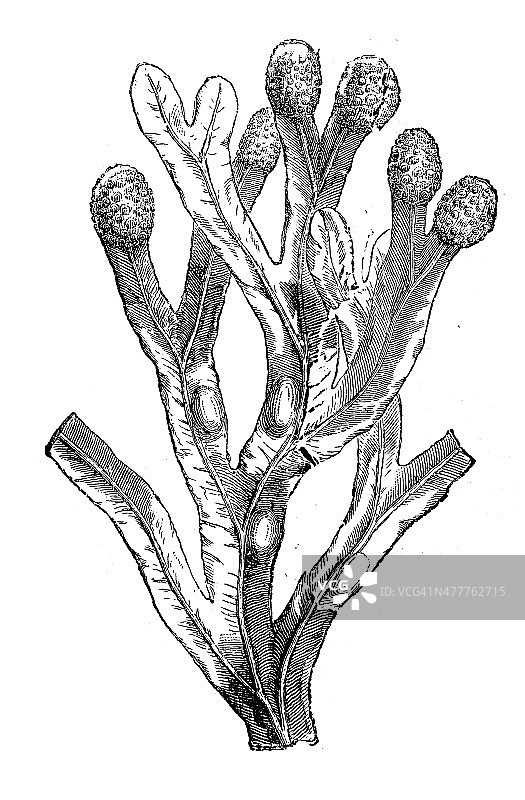 古董插画：墨角藻图片素材