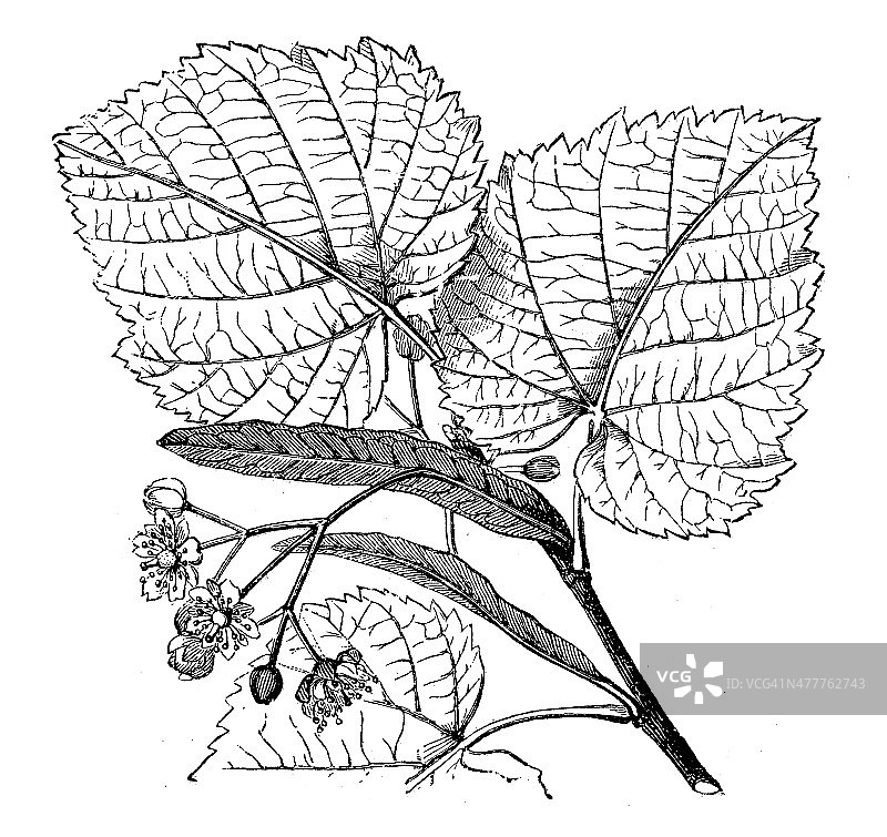 椴树古董插画图片素材