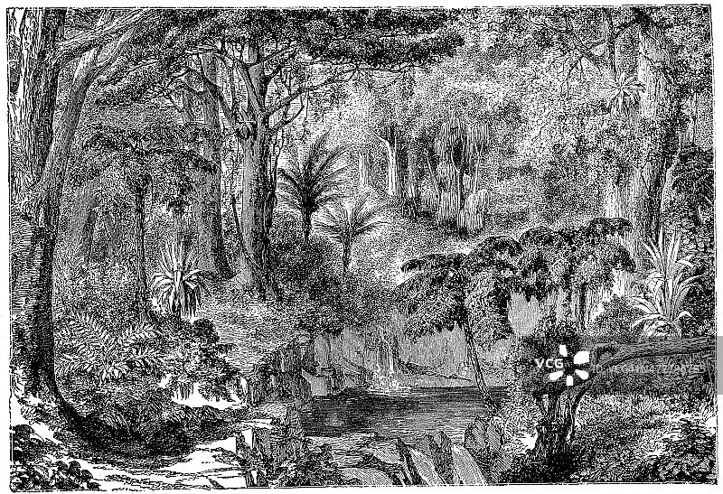 新西兰丛林古董插画图片素材