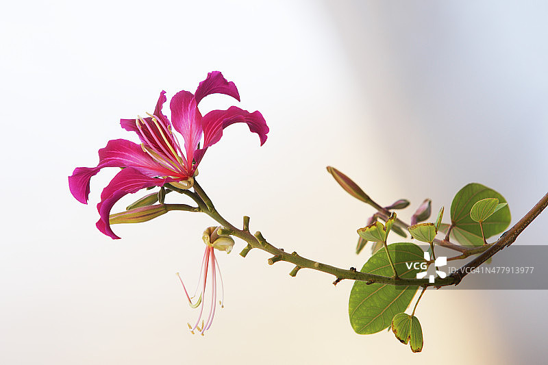 香港兰花：洋紫荆花图片素材