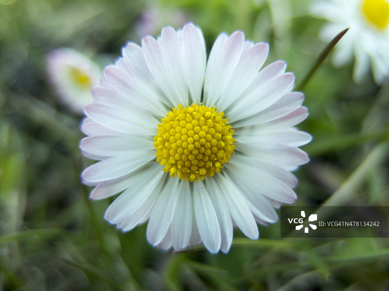 野雏菊图片素材