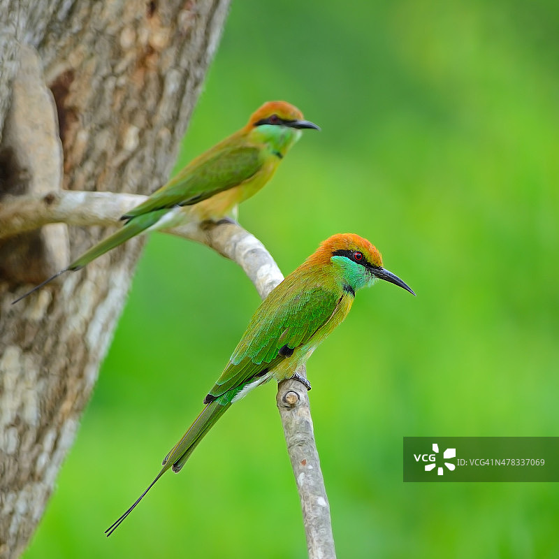 小绿蜂虎图片素材