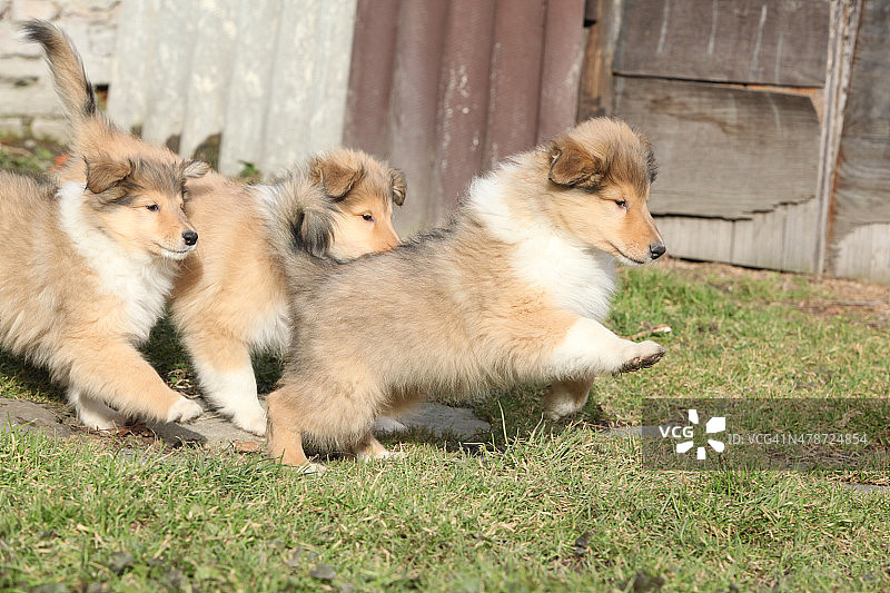 苏格兰牧羊犬幼犬奔跑图片素材