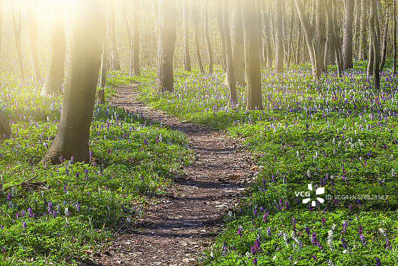 春季森林中盛开的鲜花田野图片素材